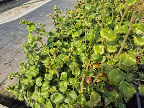 Bild von Saxifraga rotundifolia