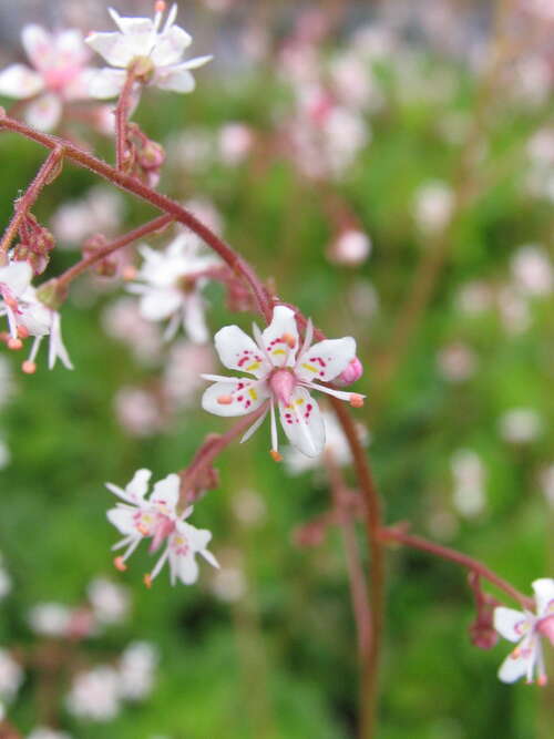 Bild von Saxifraga x-urbium
