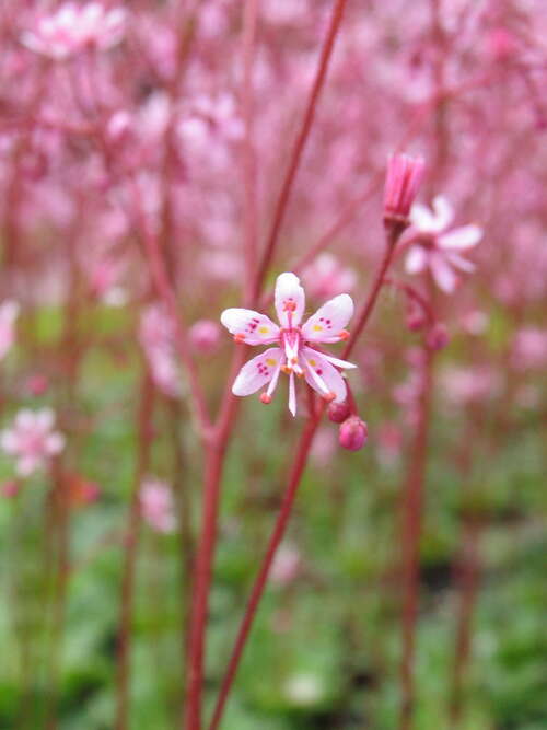 Bild von Saxifraga x-urbium Eliott