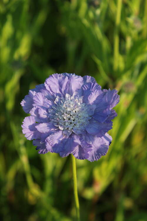 Bild von Scabiosa caucasica Blaues Siegel