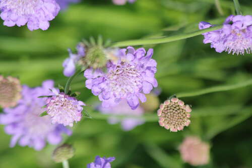 Bild von Scabiosa columbaria Butterfly Blue