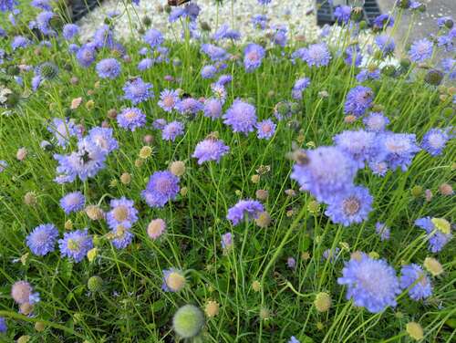 Bild von Scabiosa columbaria Nana