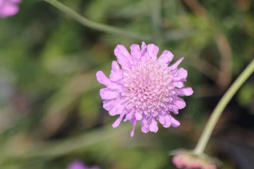Bild von Scabiosa columbaria Pink Mist