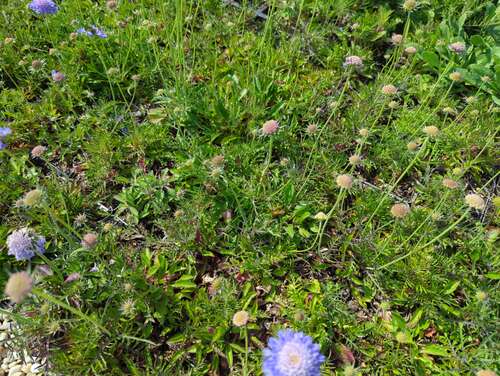 Bild von Scabiosa japonica var.alpina
