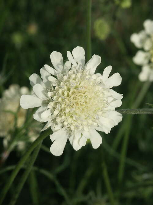 Bild von Scabiosa ochroleuca