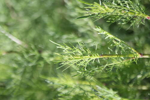 Bild von Scabiosa triandra