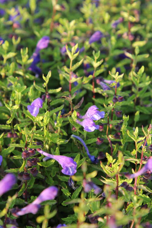 Bild von Gamanderblatt-Helmkraut