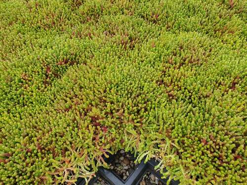 Bild von Sedum acre