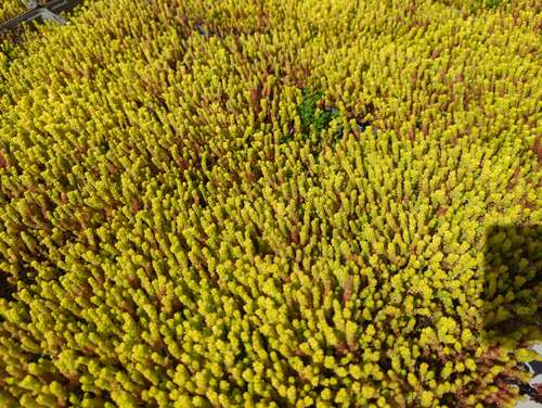 Bild von Sedum acre Aureum