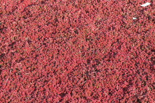 Bild von Sedum album Coral Carpet