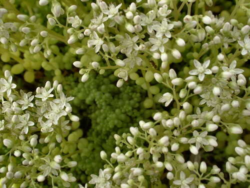 Bild von Sedum album ssp.micranthum