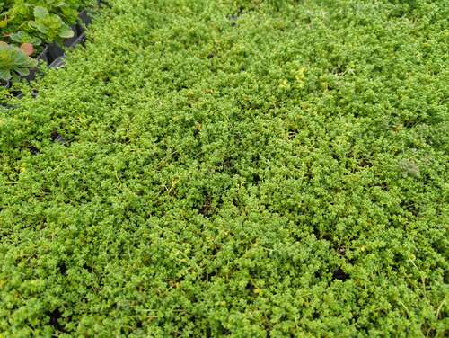 Bild von Sedum album ssp.micranthum Chloroticum