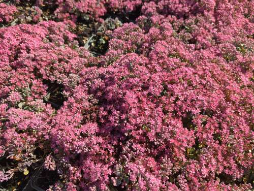Bild von Sedum cauticolum