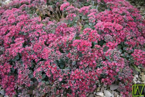 Bild von Sedum cauticola Lidakense