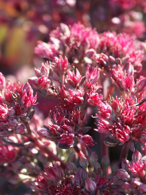 Bild von Sedum cauticola Robustum
