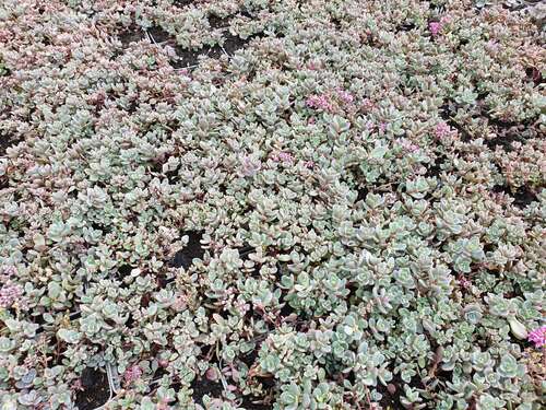 Bild von Sedum cyaneum Sachalin