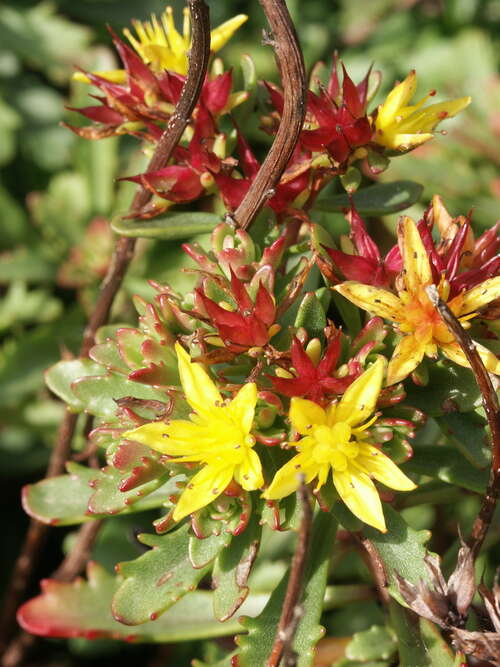 Bild von Sedum floriferum Weihensteph. Gold