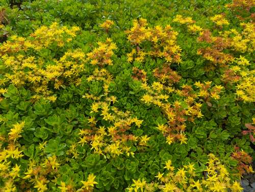 Bild von Sedum hybridum Immergrünchen