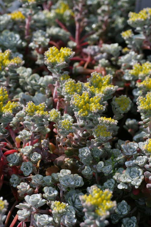 Bild von Sedum spatulifolium Cape Blanco
