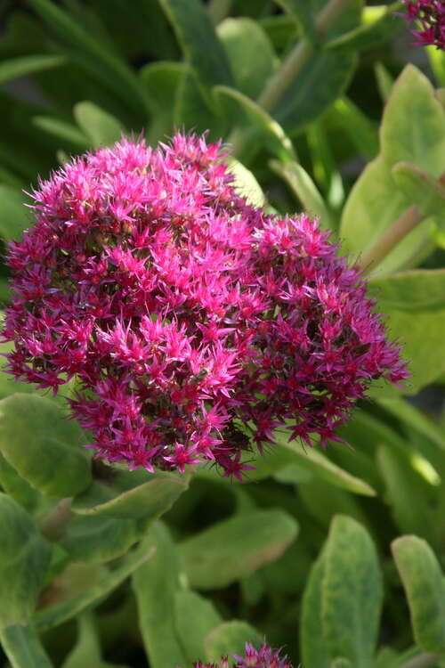 Bild von Sedum spectabile Lisa