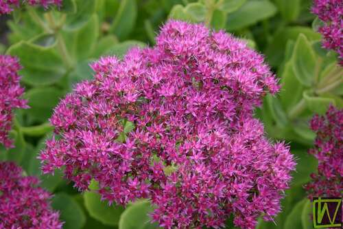 Bild von Sedum spectabile Brillant