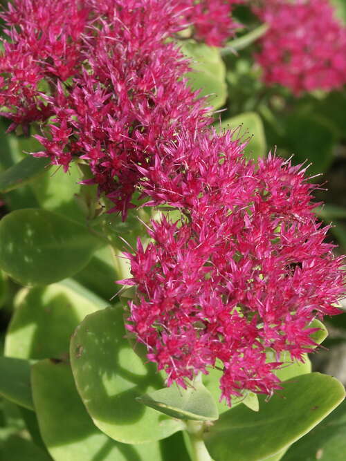 Bild von Sedum spectabile Carmen