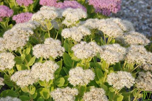 Bild von Sedum spectabile Stardust