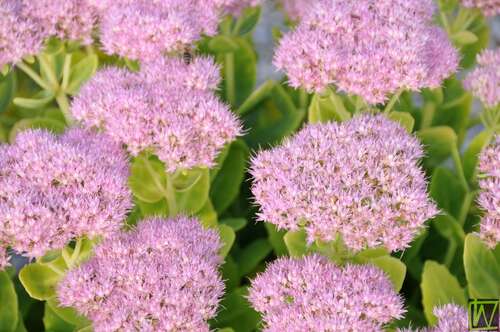 Bild von Sedum spectabile Steven Ward