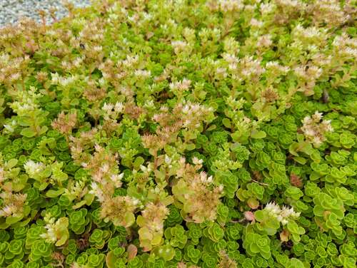 Bild von Sedum spurium Album Superbum