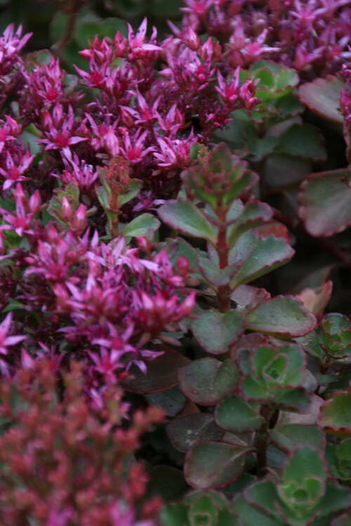 Bild von Sedum spurium Fuldaglut
