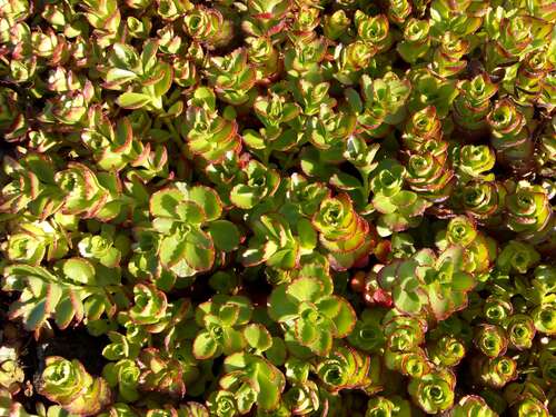 Bild von Sedum spurium Purpurteppich