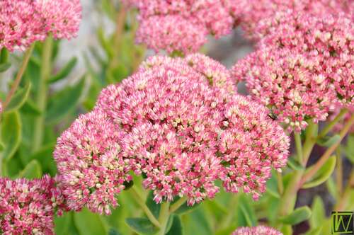 Bild von Sedum x cult. Autumn Fire