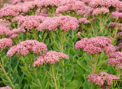 Bild von Sedum telephium Herbstfreude