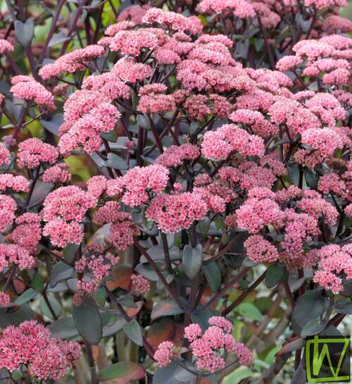 Bild von Sedum telephium Karfunkelstein