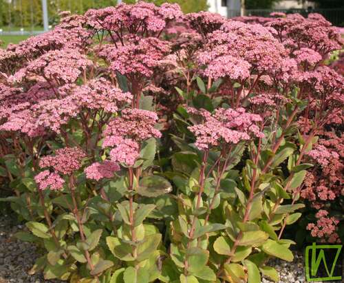 Bild von Sedum telephium Matrona