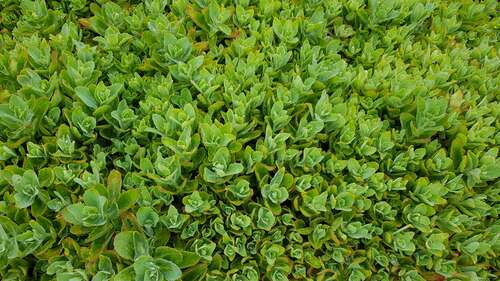 Bild von Sedum x cult. Jamin