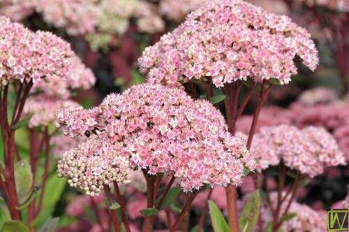 Bild von Sedum x cult. Joyce Henderson
