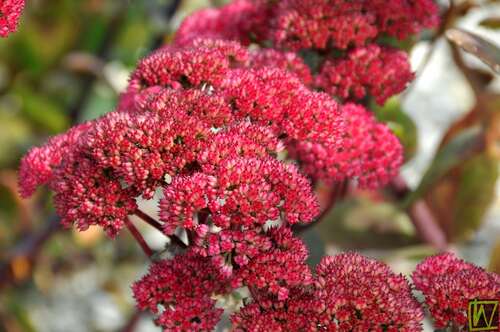 Bild von Blaublatt-Fetthenne