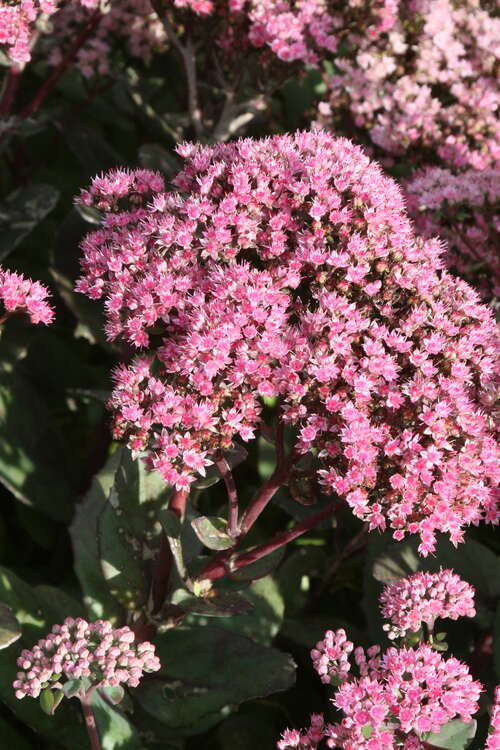 Bild von Sedum x-cult. Veluwse Wakel