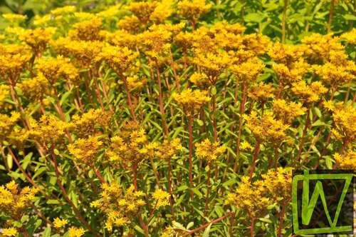 Bild von Sedum telephium ssp.maximum
