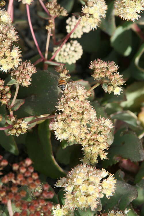 Bild von Sedum telephium ssp.ruprechtii