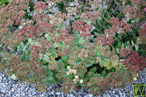 Bild von Sedum telephium.ssp.rup. Hab Gray