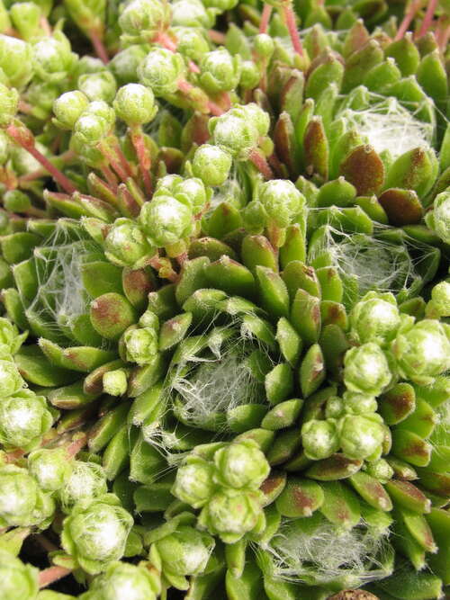 Bild von Sempervivum arachnoideum tomentosum