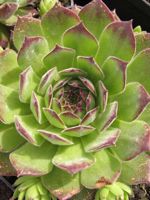 Bild von Sempervivum x-cult. Atropurpureum