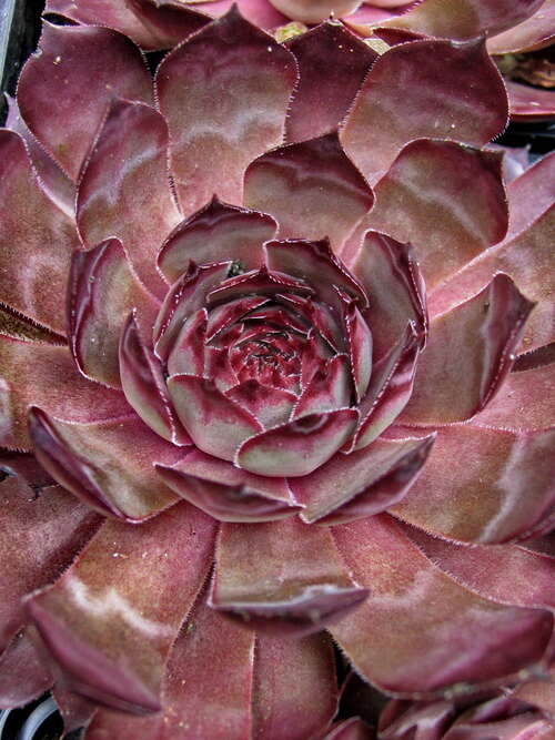 Bild von Sempervivum x-cult. Blauer Ritter