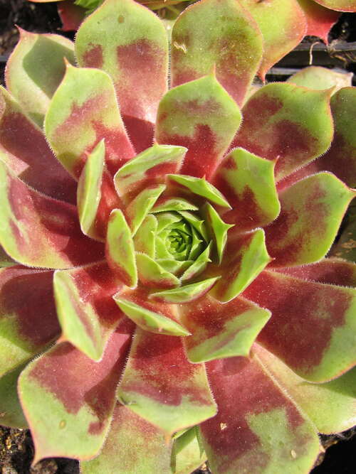 Bild von Sempervivum x-cult. Celon