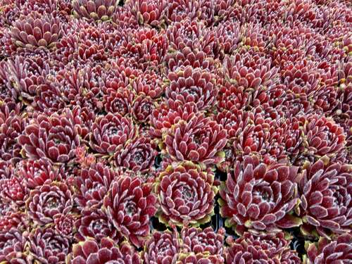 Bild von Sempervivum x-cult. Hey Hey