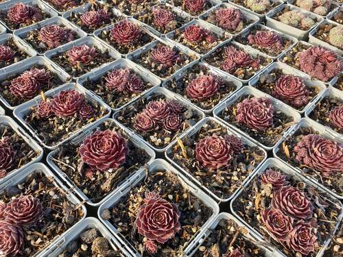 Bild von Sempervivum x-cult. Rubin