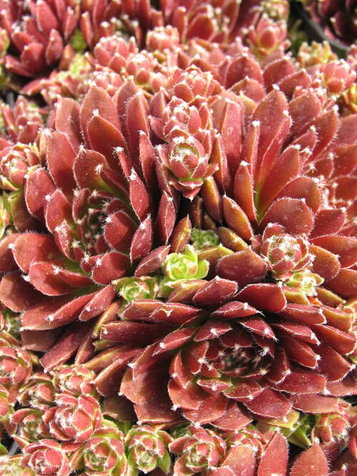 Bild von Sempervivum x-cult. Silberkarneol