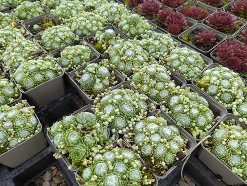 Bild von Sempervivum x-cult. Shampoo